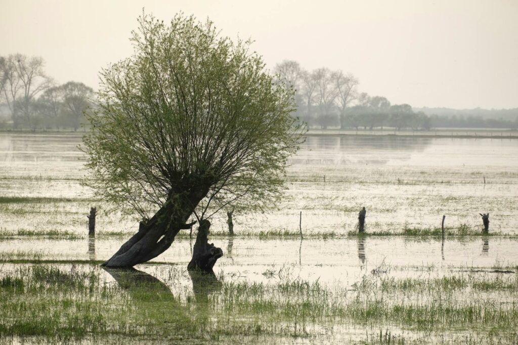 a tree in a flooded field with water