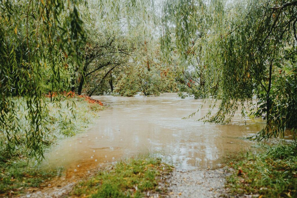 serene flooded forest path after rainfall