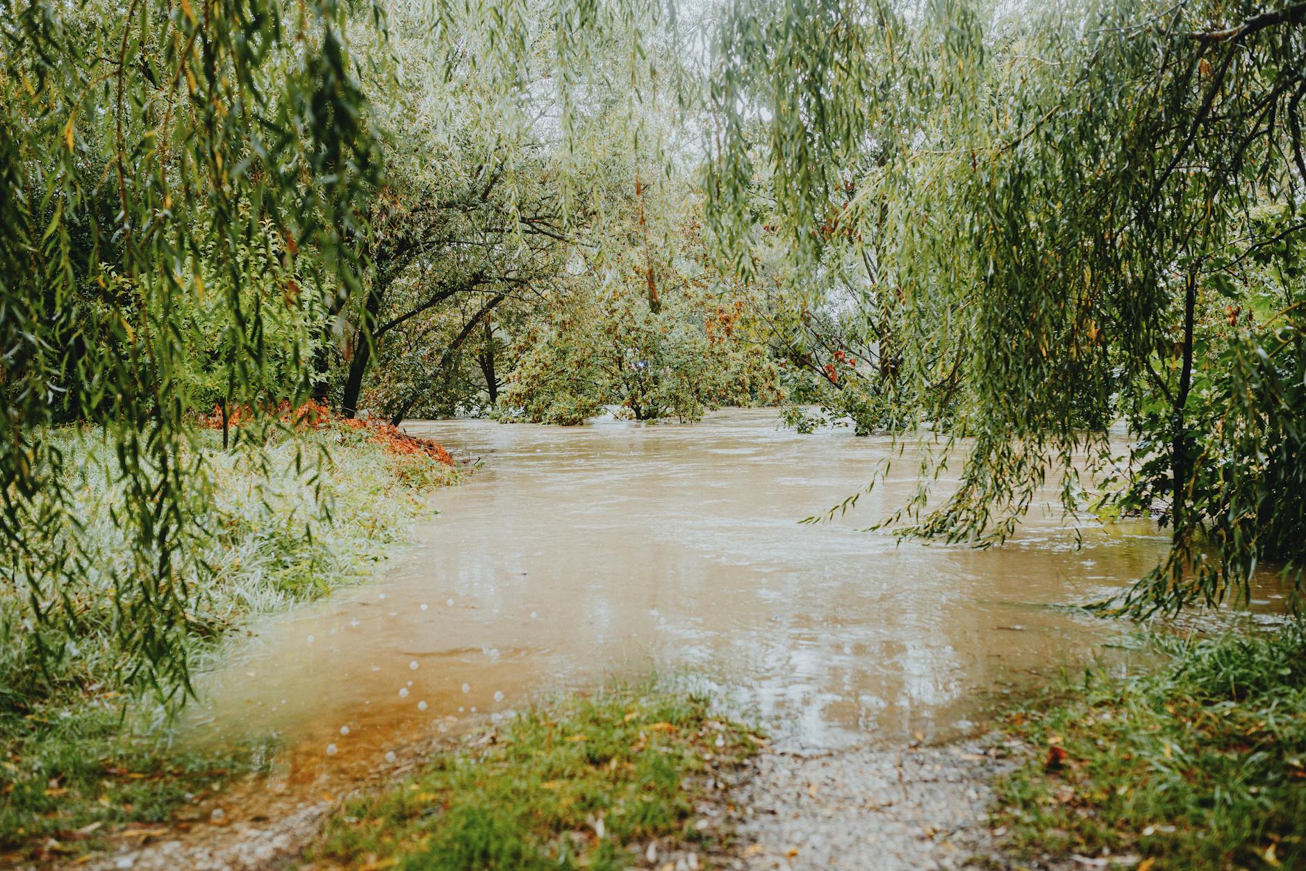 serene flooded forest path after rainfall