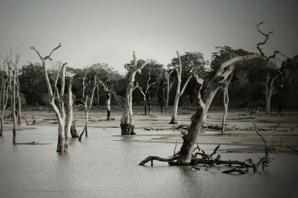 gray scale photo of trees