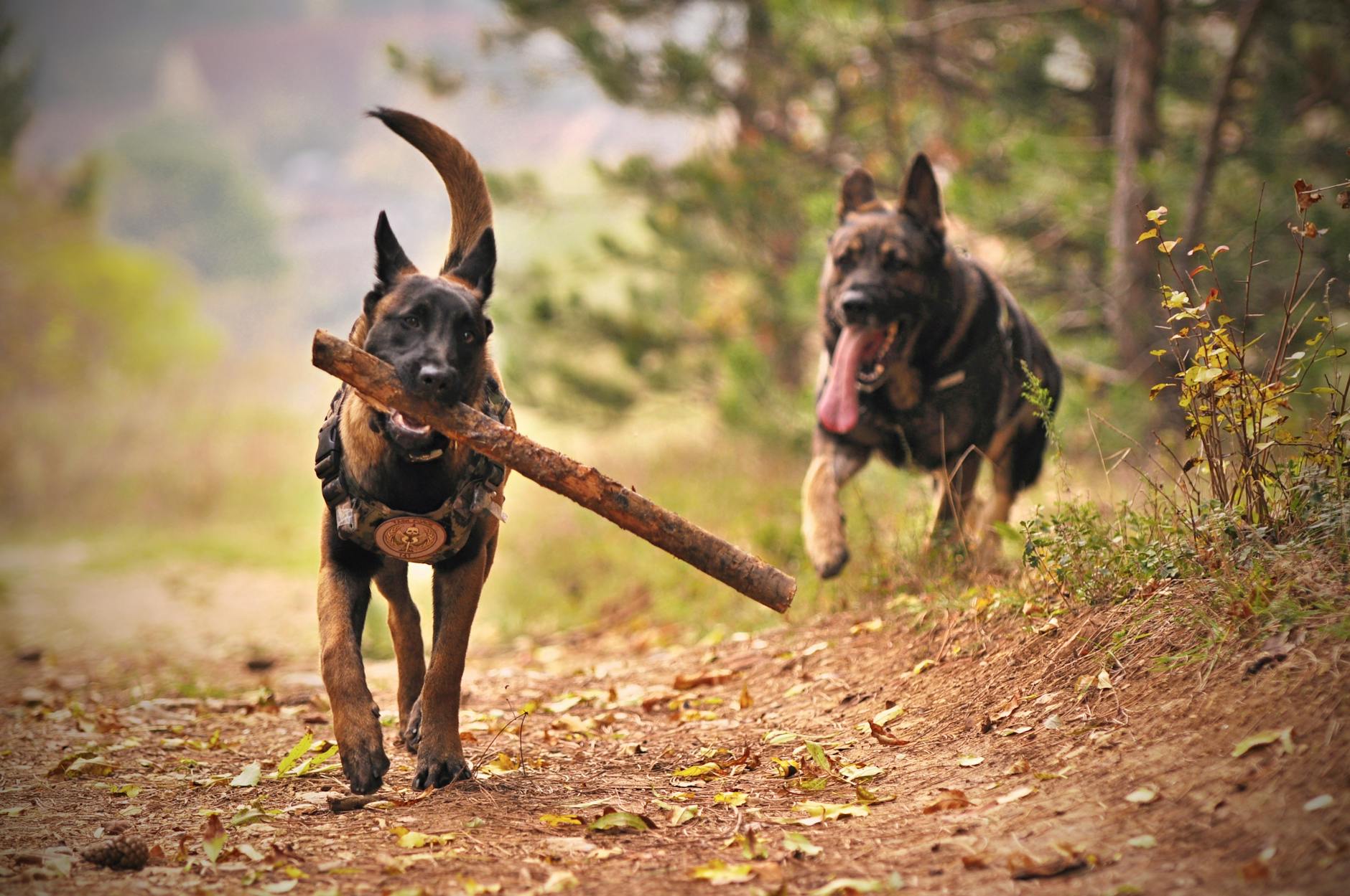 two adult black and tan german shepherds running on ground