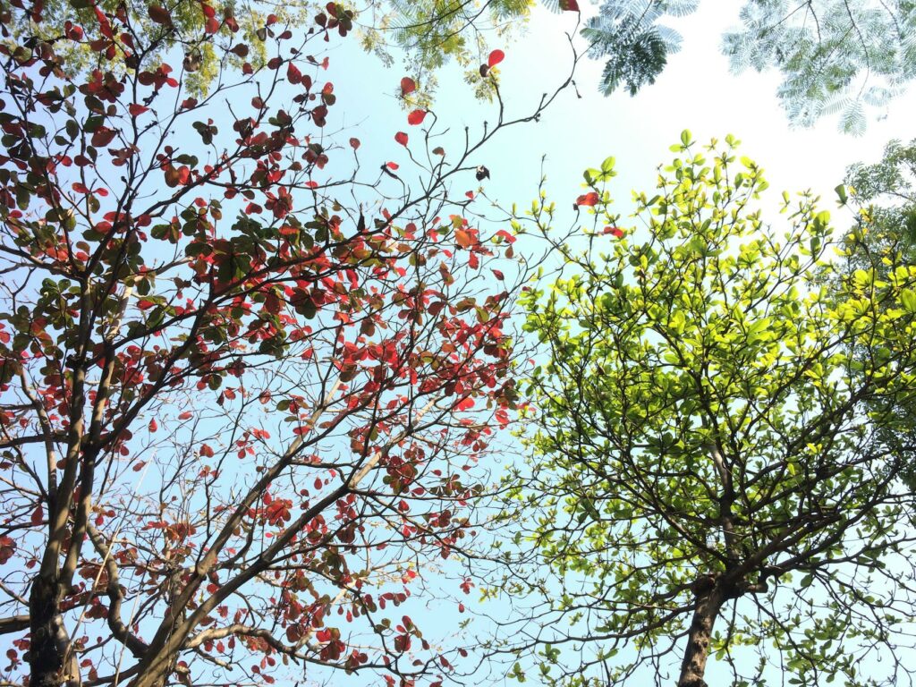 red and green tree leaves on a sunny day