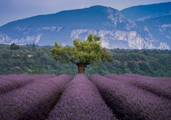 serene lavender fields in valensole france